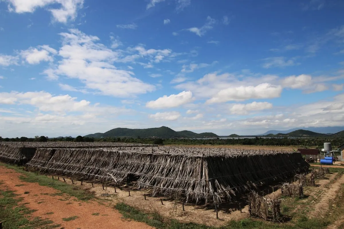 Rows of thatched shade covers at a pepper plantation in the fields outside Kampot.
