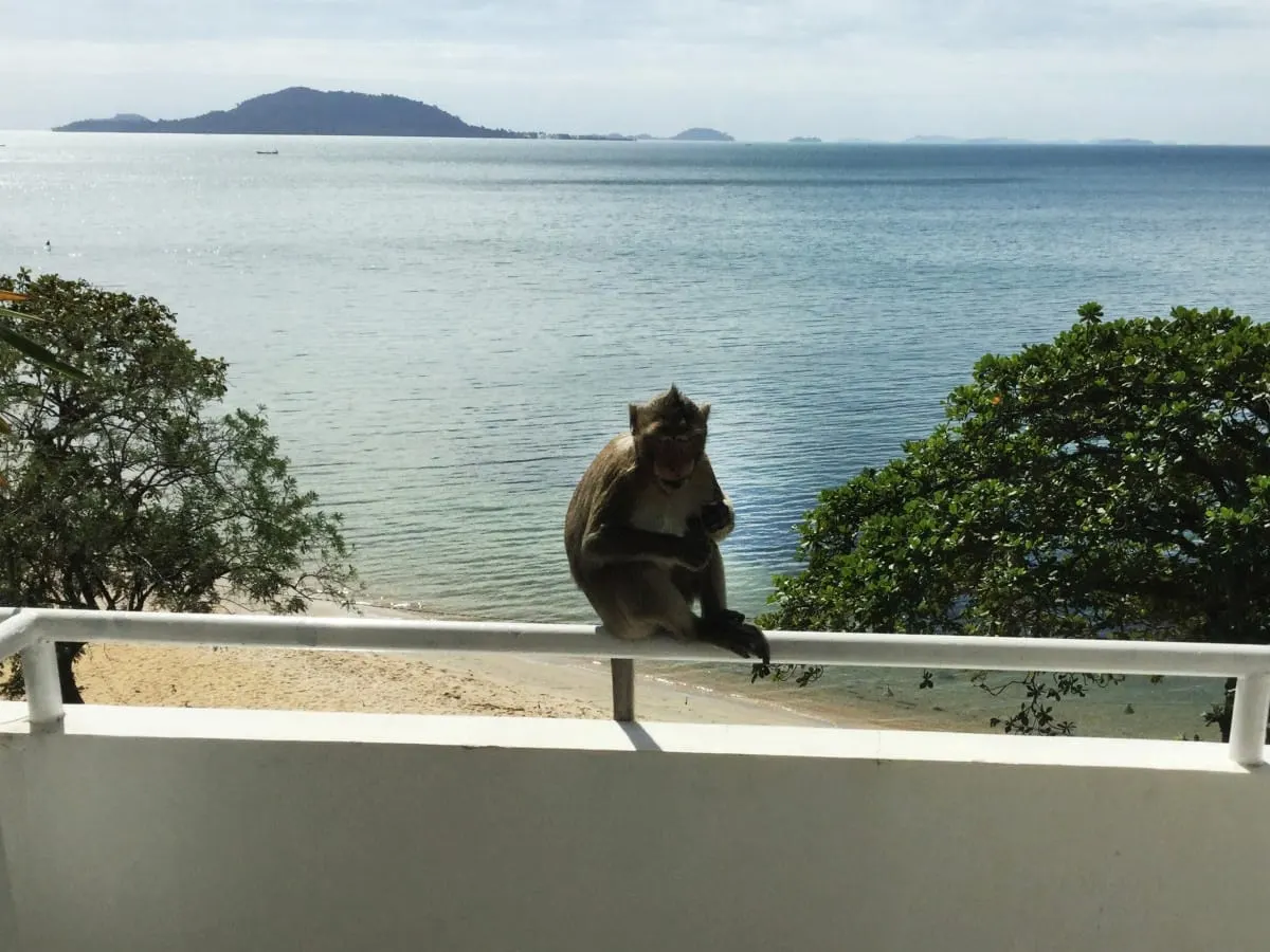 A macaque perched on a balcony railing above the beach and sea at Kep.