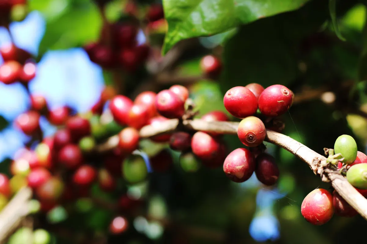 Ripe red arabica coffee cherries on a branch, Laos