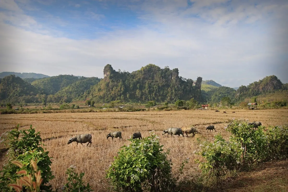 Water buffalo grazing a harvested rice field below karst hills near Vang Vieng.
