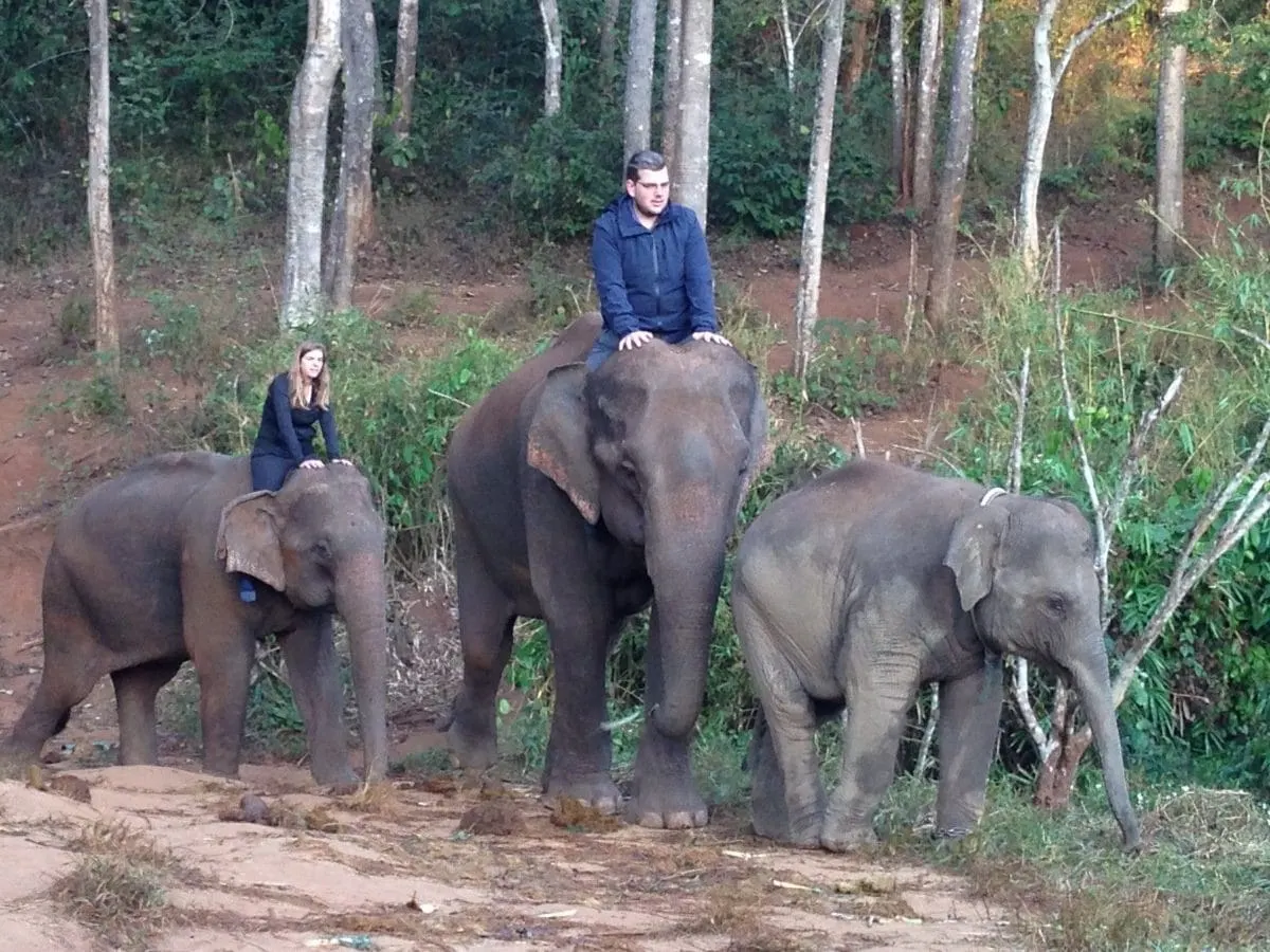Two riders on elephants beside a young elephant in the forest at Mae Wang.