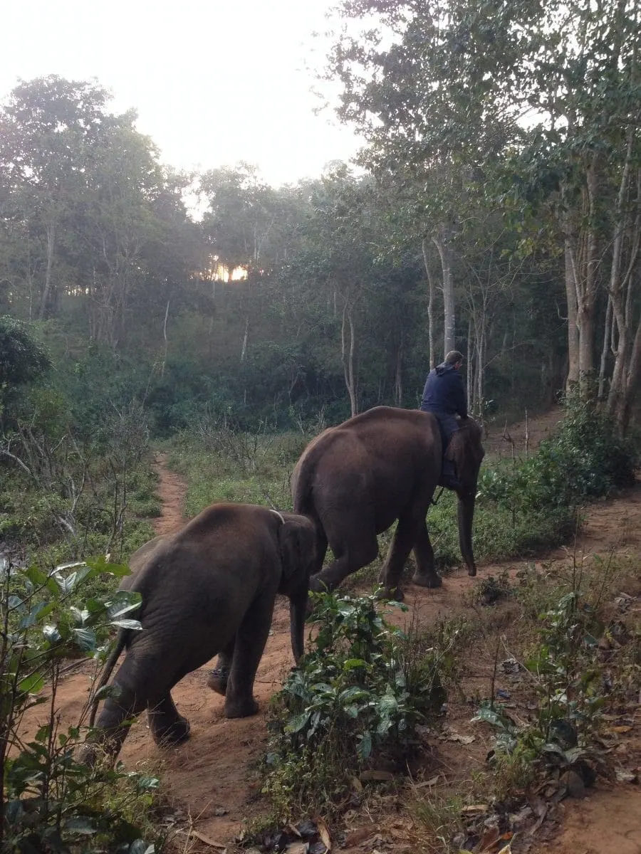 A rider on an elephant followed by a young elephant along a forest trail.