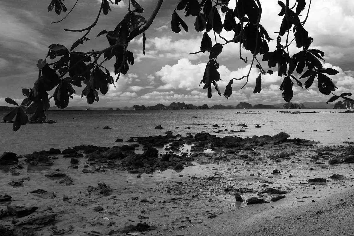 Black-and-white view of a rocky shore framed by overhanging leaves