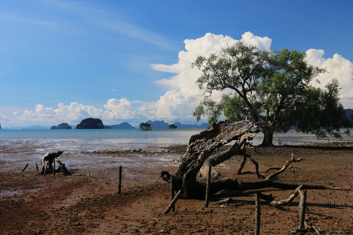 Driftwood and a mangrove tree on tidal flats under towering clouds