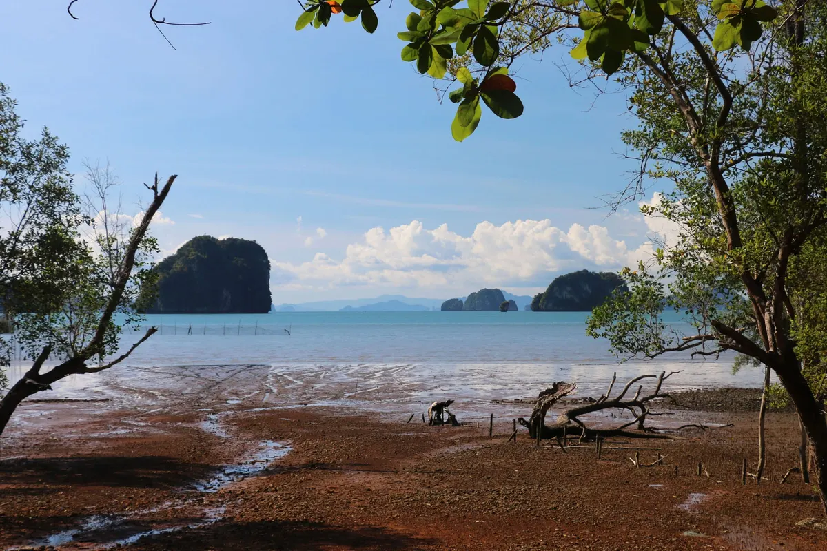 Mangrove-framed mudflat at low tide facing limestone islands