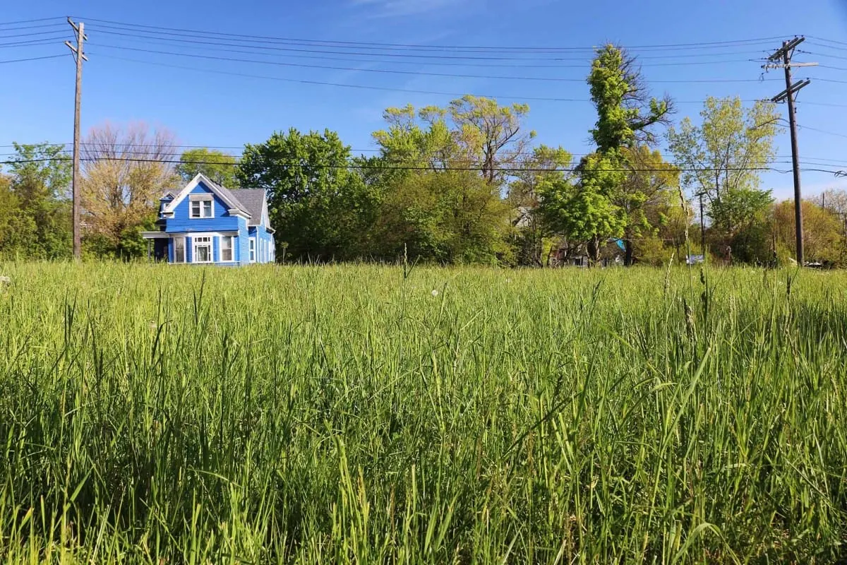 Tall grass of a Detroit urban prairie with a lone blue house beyond