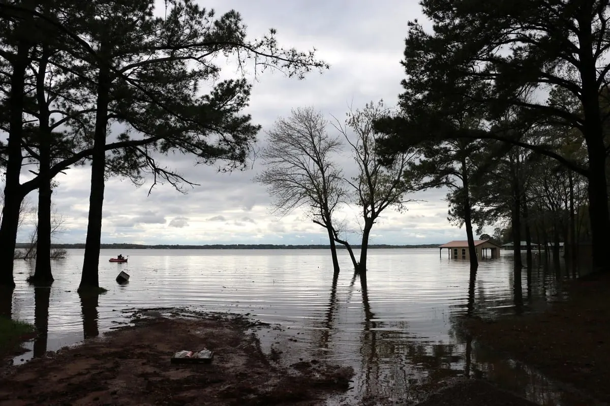 Pine trees standing in floodwater on the overflowing shore of Lake Palestine, Texas