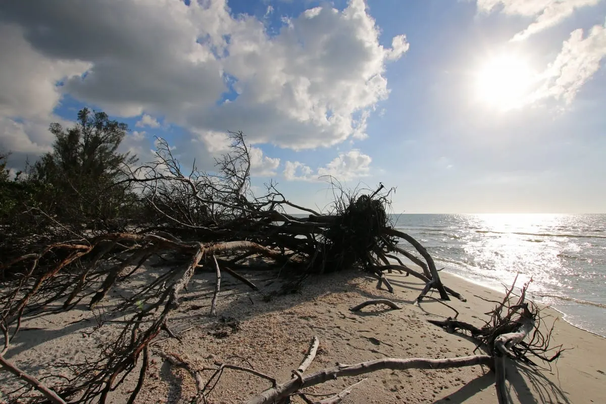 Fallen tree on Delnor-Wiggins beach, Naples, after Hurricane Irma, sun over the Gulf