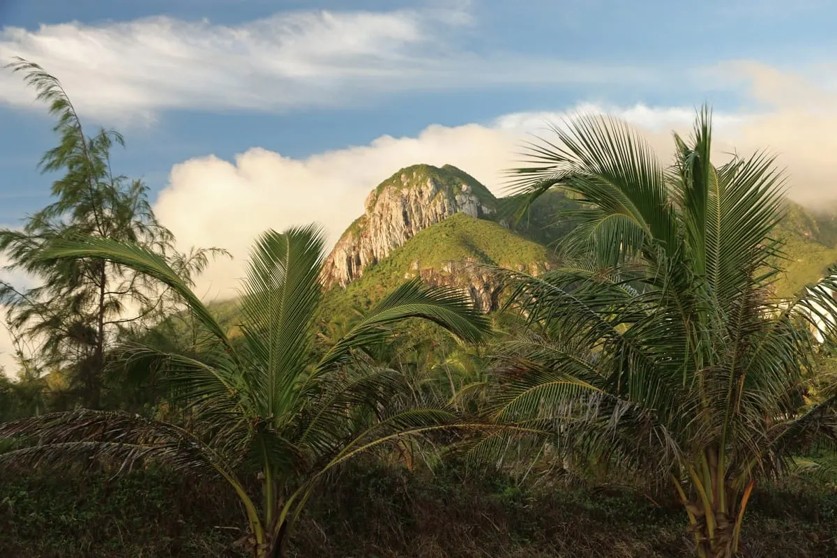 Rocky green mountain peak behind palm trees in evening light, Con Dao
